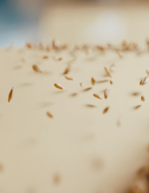 Spermidin fördert die Zellreinigung Spermidin fördert die Zellreinigung